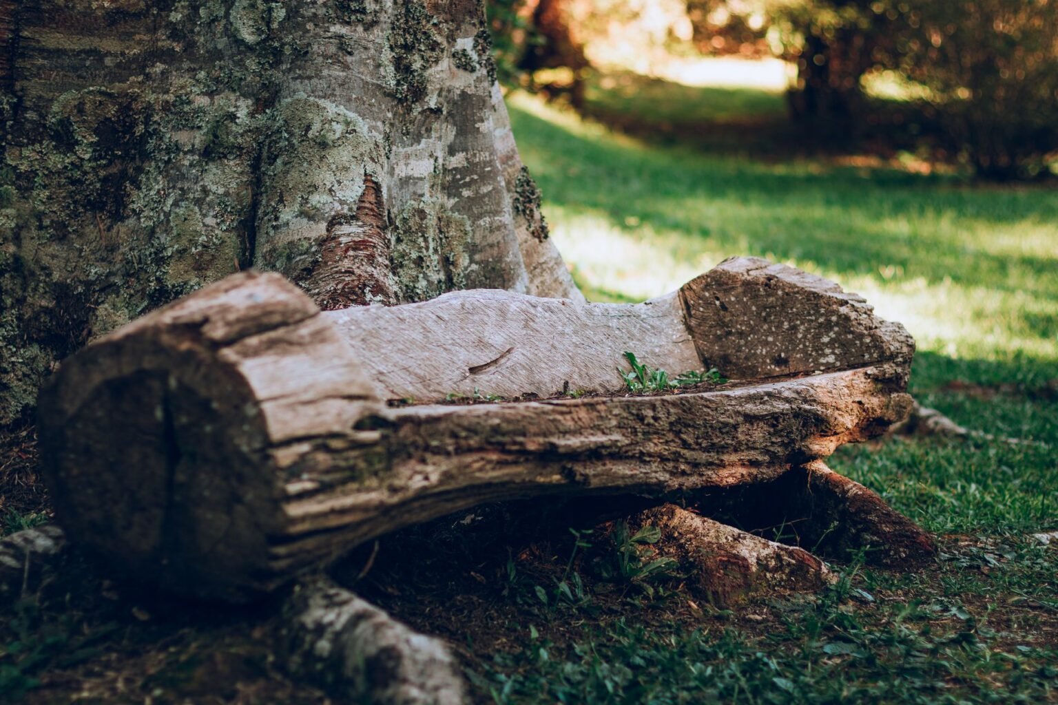 Banco de Tronco Rústico: Como Fazer para Varanda ou Jardim
