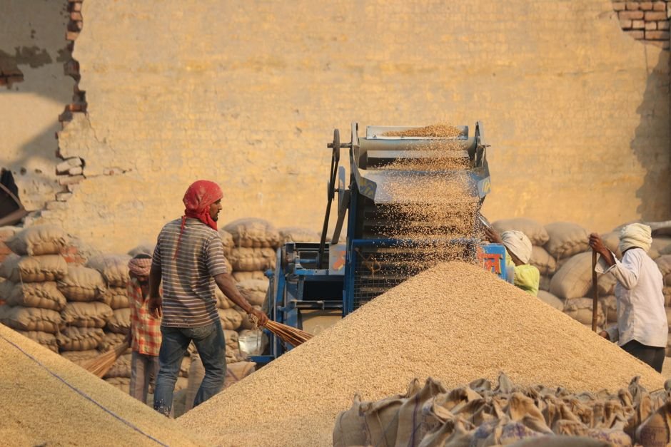 Benefícios de ter um gato rodando a propriedade