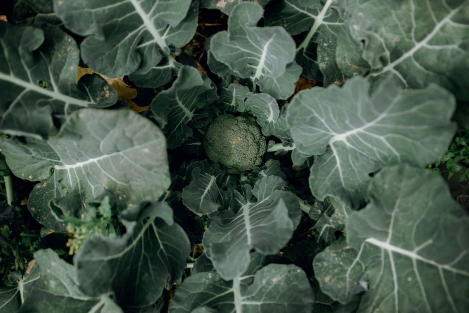O que é o brócolis e por que vale a pena cultivar