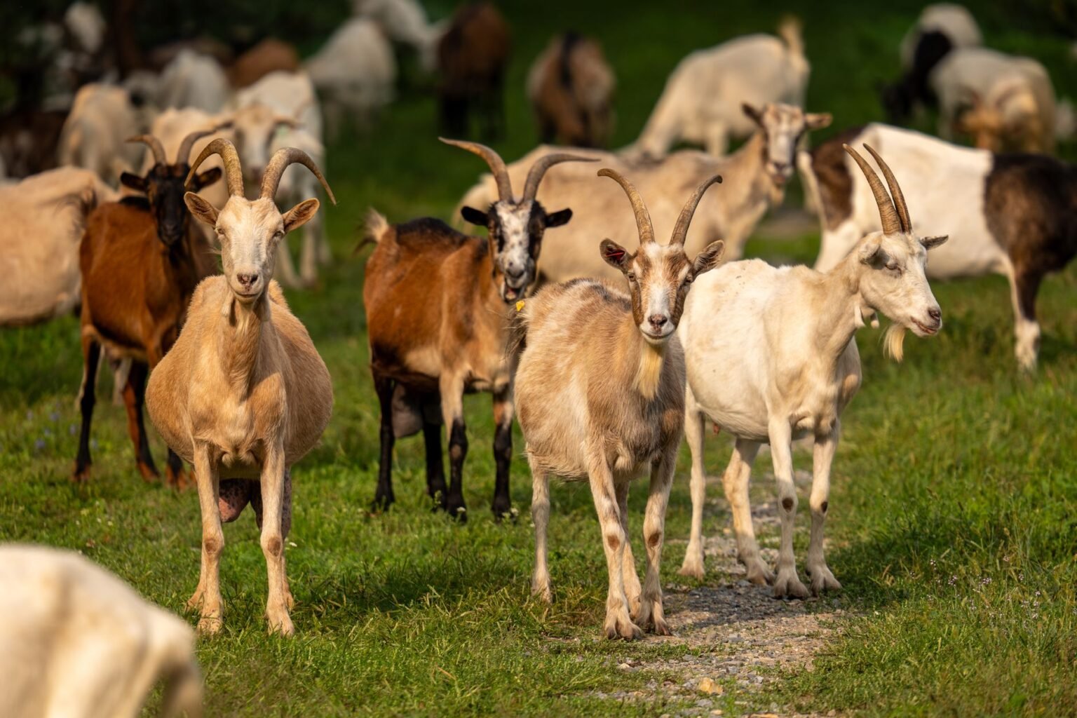 Cabra prenhe: sinais, cuidados e o que esperar do parto