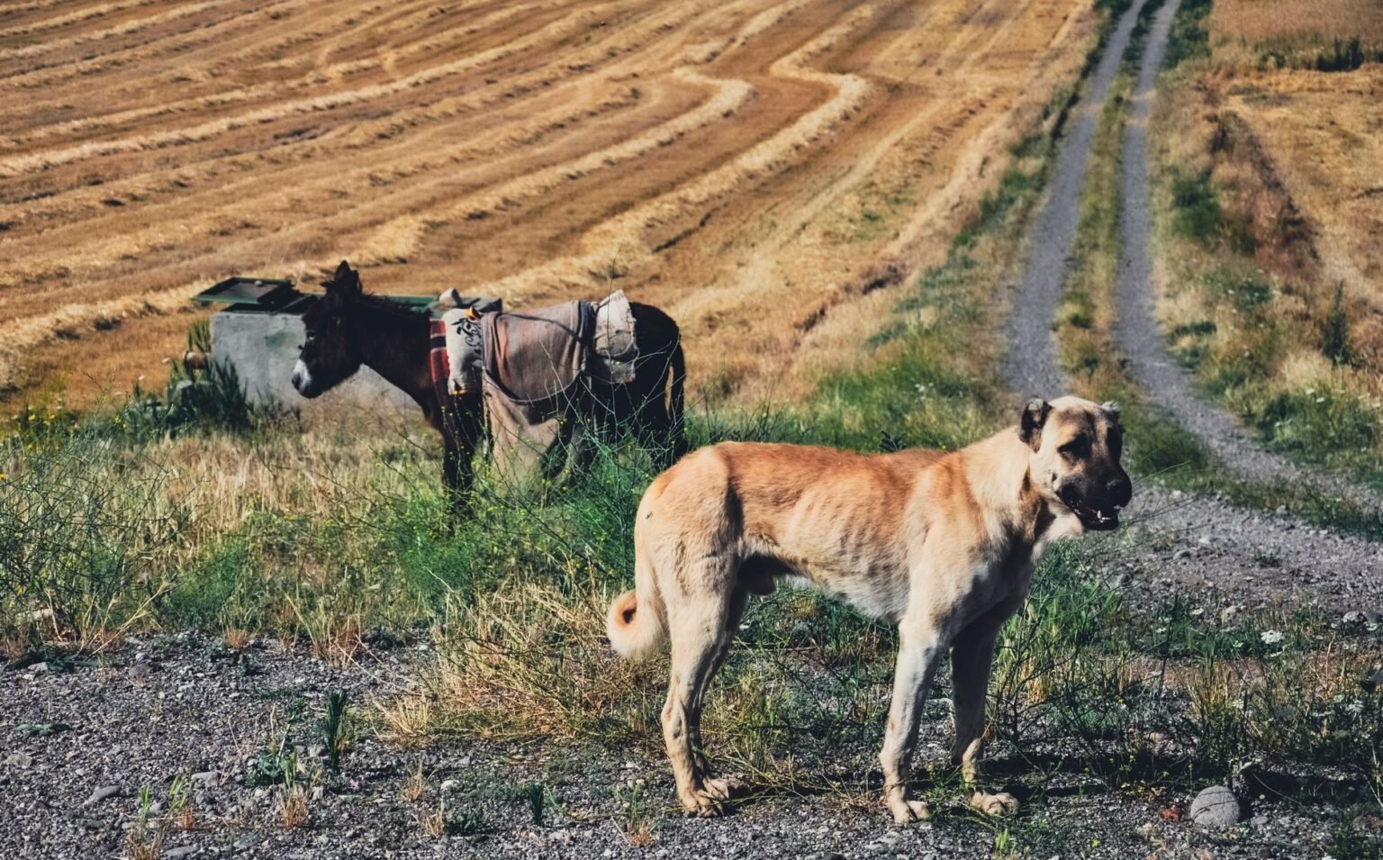 Cão de fazenda: as raças mais indicadas para guarda e companhia