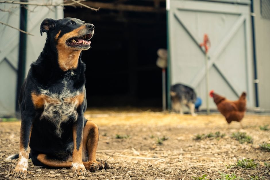 O que considerar na hora de escolher um cão de fazenda