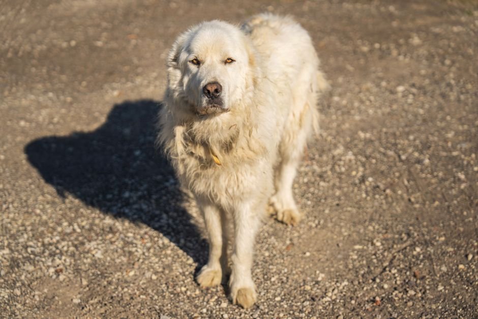 Benefícios de ter um cão bem adaptado à rotina rural