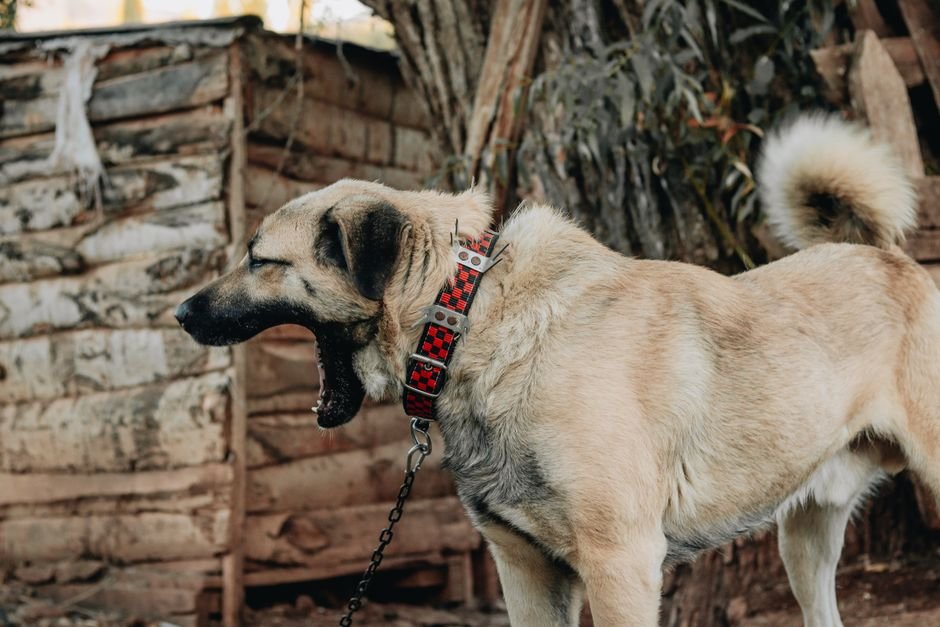 Raças mais indicadas para a vida na fazenda