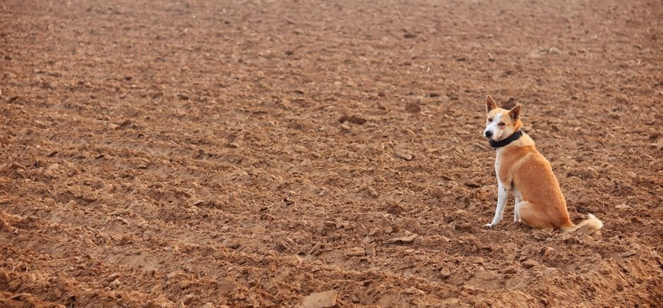 Cuidados ao criar um cão na fazenda
