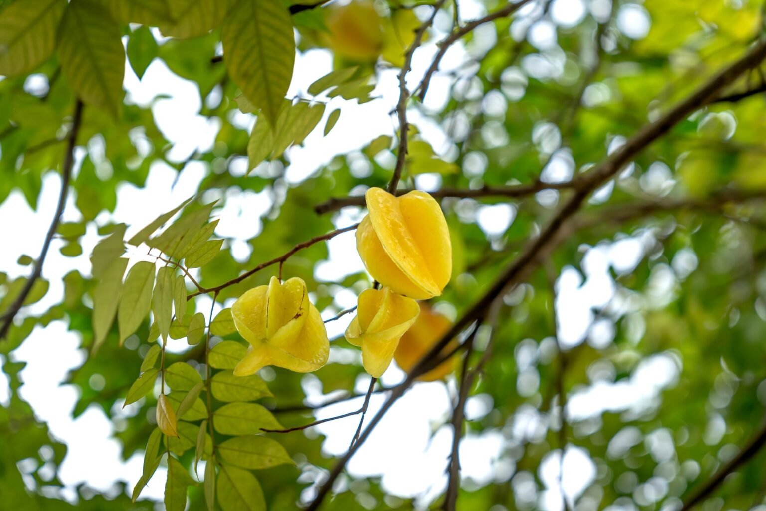 "Caramboleira: a fruteira exótica que também adoça o quintal da roça"