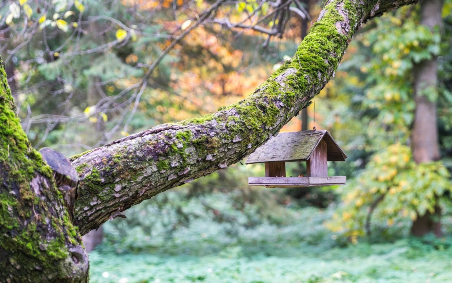 Casinha de Passarinho: o enfeite de quintal que vira lar e alegria para as aves Casinha de Passarinho: o enfeite de quintal que vira lar e alegria para as aves
