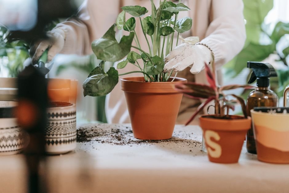 Como montar o seu jardim de pedras