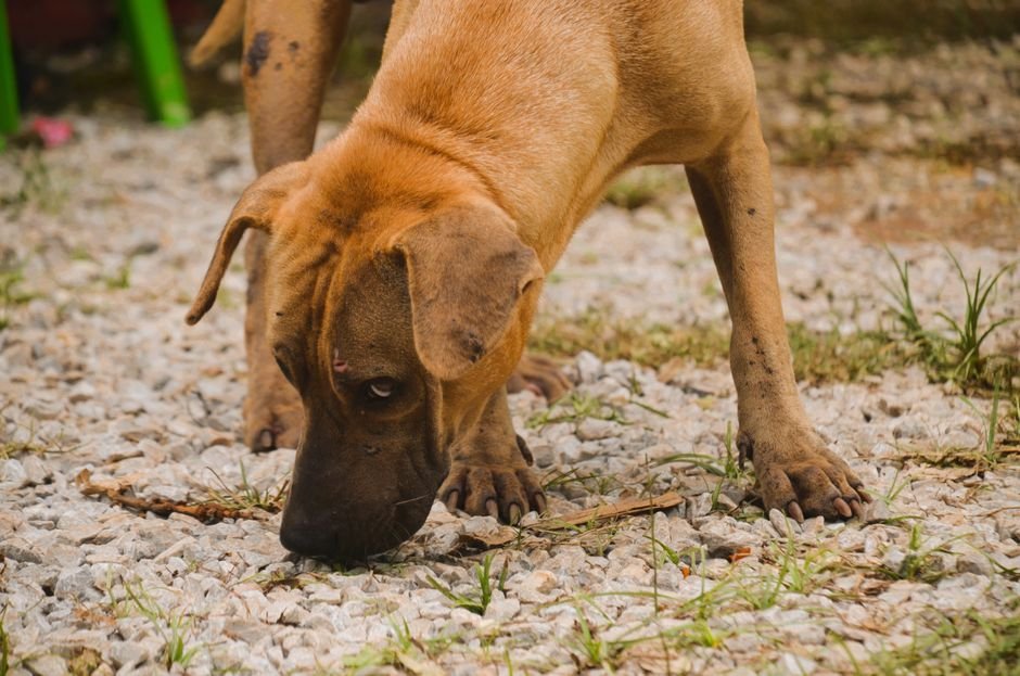Como o cão pega vermes no sítio