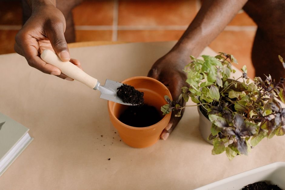 Como plantar alecrim em vaso passo a passo