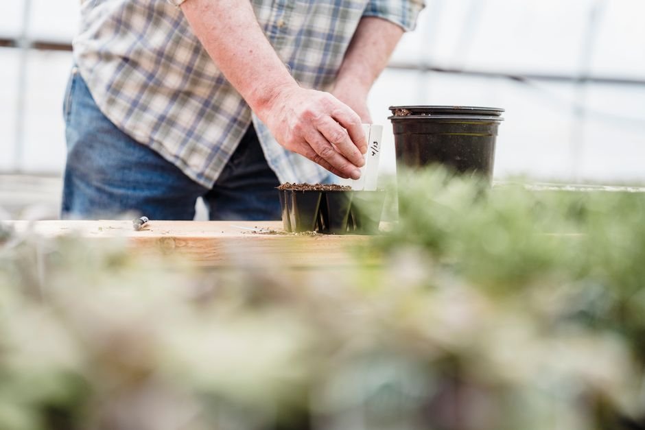 Como plantar e cuidar da cenoura passo a passo