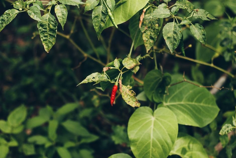 Como Plantar e Usar a Pimenta Malagueta