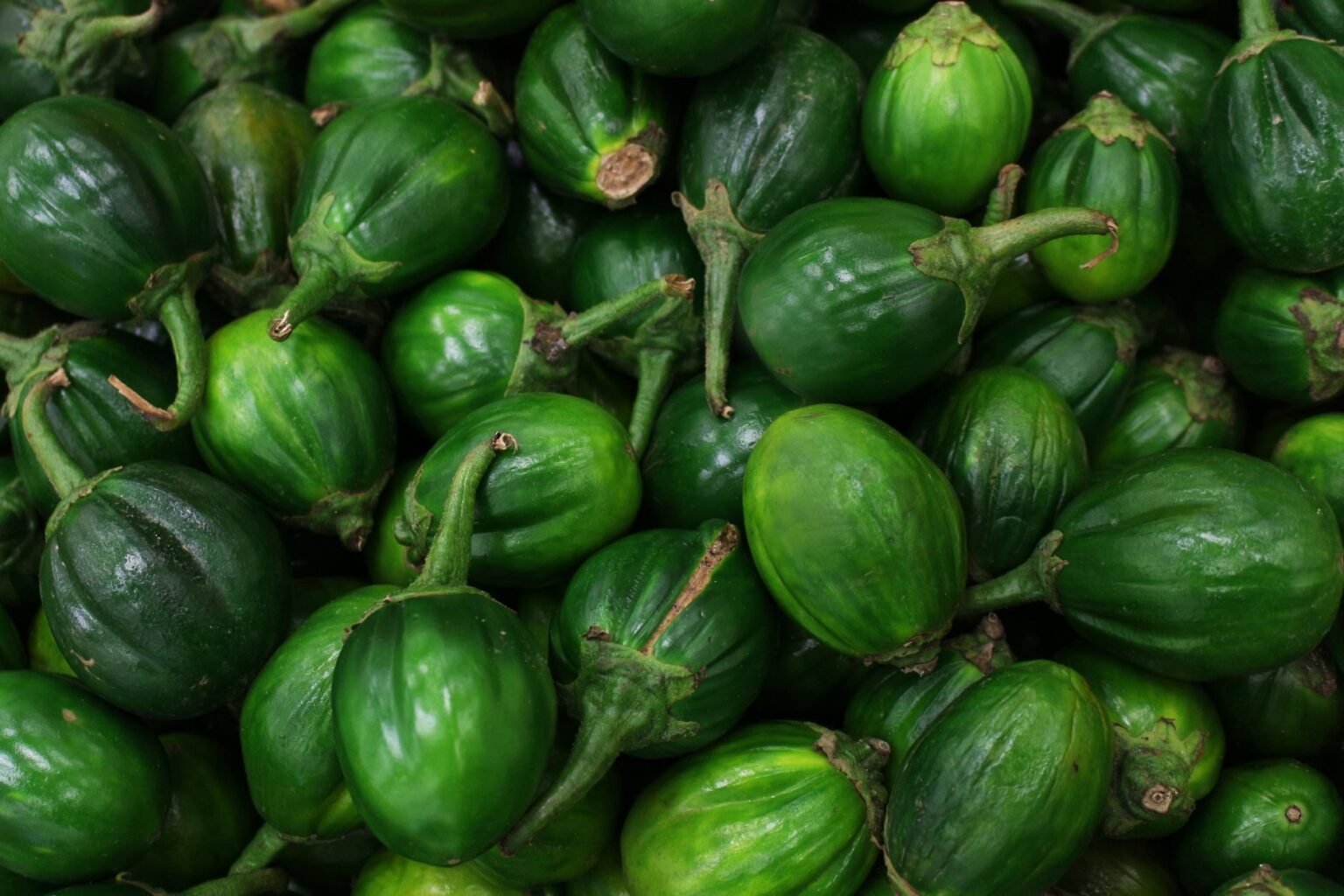 Como plantar jiló no quintal: do canteiro à colheita generosa