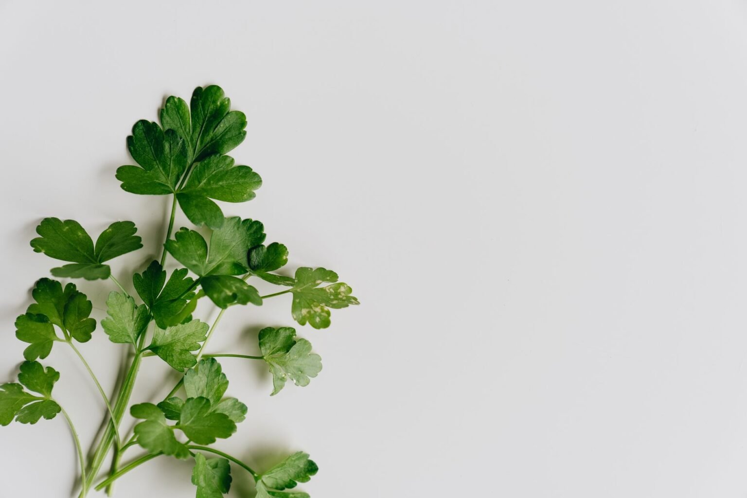 Como plantar manjerona em vaso: passo a passo para ter sempre em casa