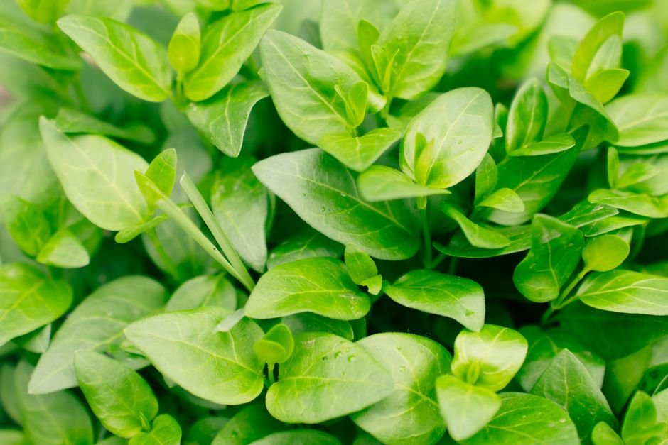 O que é a manjerona e por que vale a pena cultivar