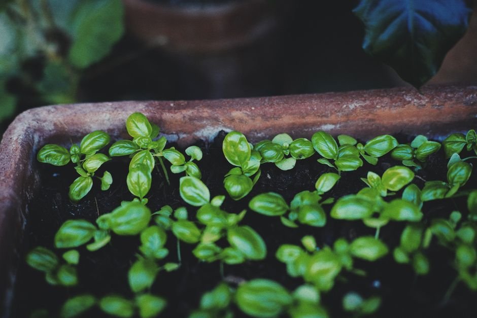 Benefícios de ter manjerona plantada em casa