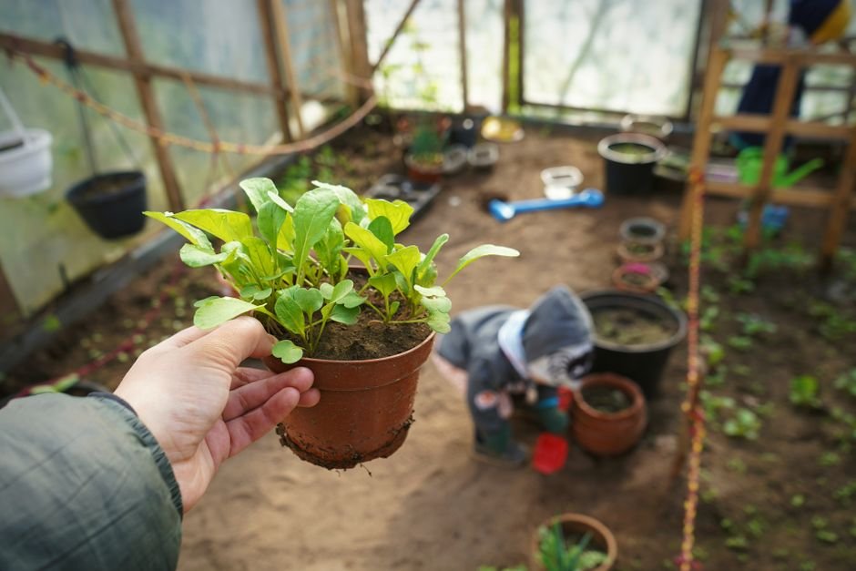 Como plantar manjerona passo a passo