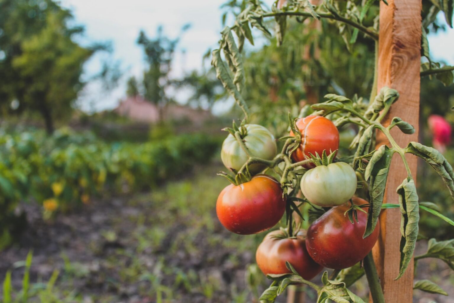 Tomate: o segredo para colher fruto firme e vermelho até no vaso