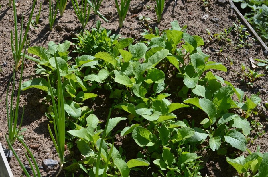 Consórcio com outras plantas