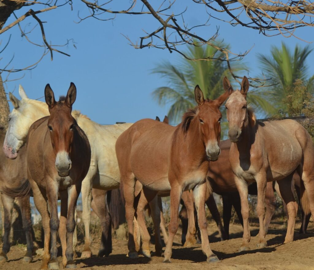 Criação de Mula: O Animal de Carga Que Nunca Falha na Fazenda Criação de Mula: O Animal de Carga Que Nunca Falha na Fazenda