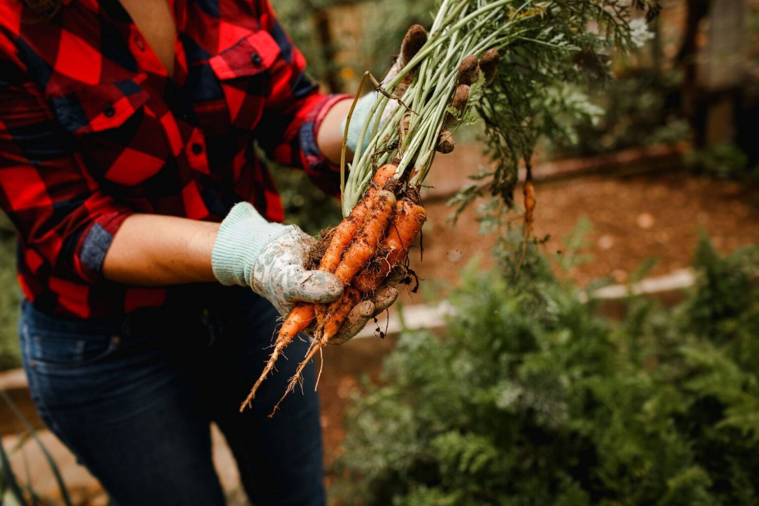 Cultivo de Cenoura no Quintal: o segredo para raízes graúdas e sem rachadura Cultivo de Cenoura no Quintal: o segredo para raízes graúdas e sem rachadura