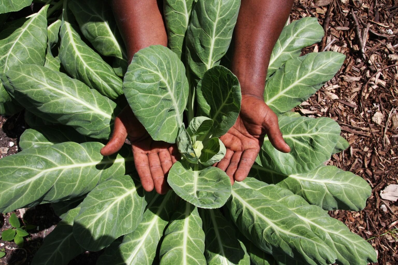 Cultivo de couve no quintal: o segredo para colher folhas fartas o ano inteiro