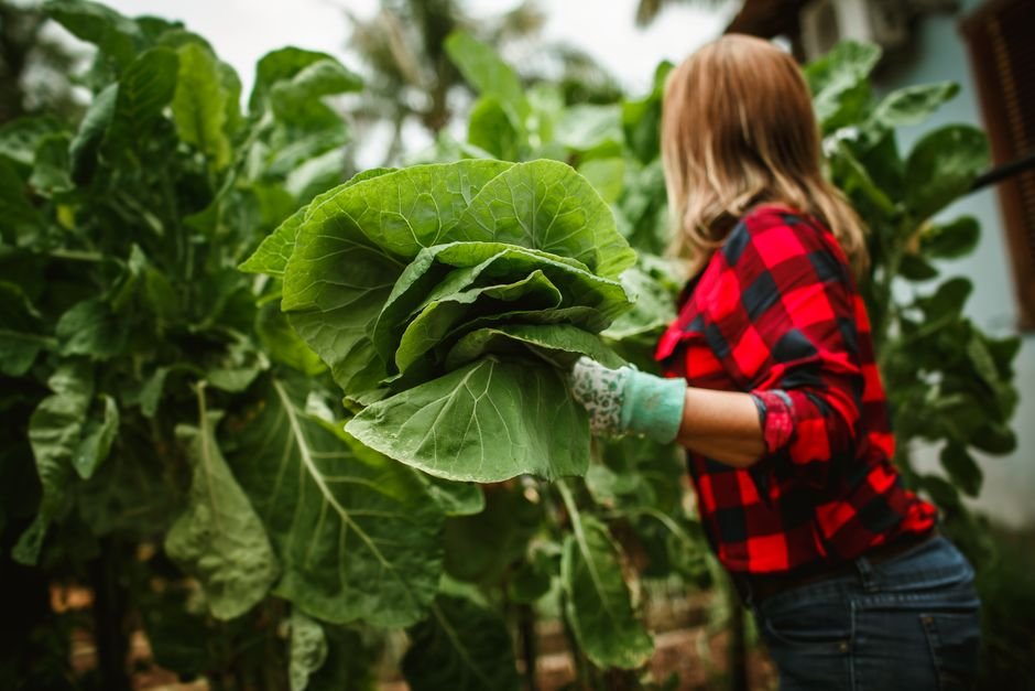 Como plantar e cuidar da couve no quintal
