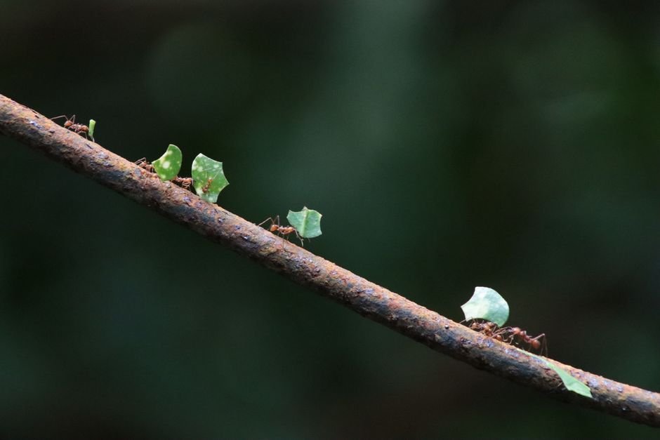 Formigas e insetos em movimento