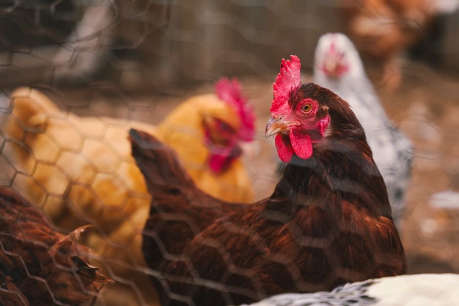 Galinhas e outras aves inquietas