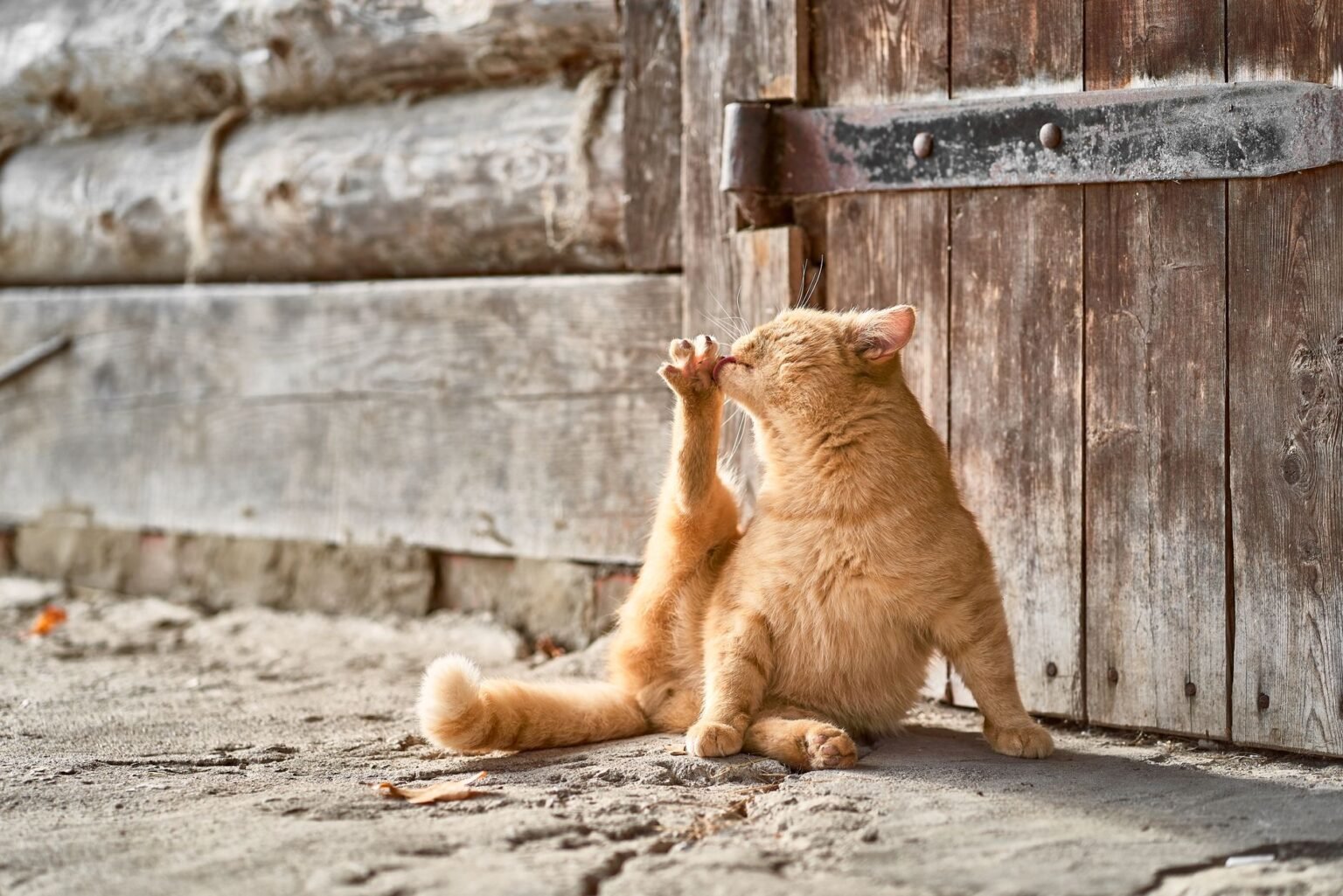 Gato de fazenda: o guardião silencioso que protege o celeiro