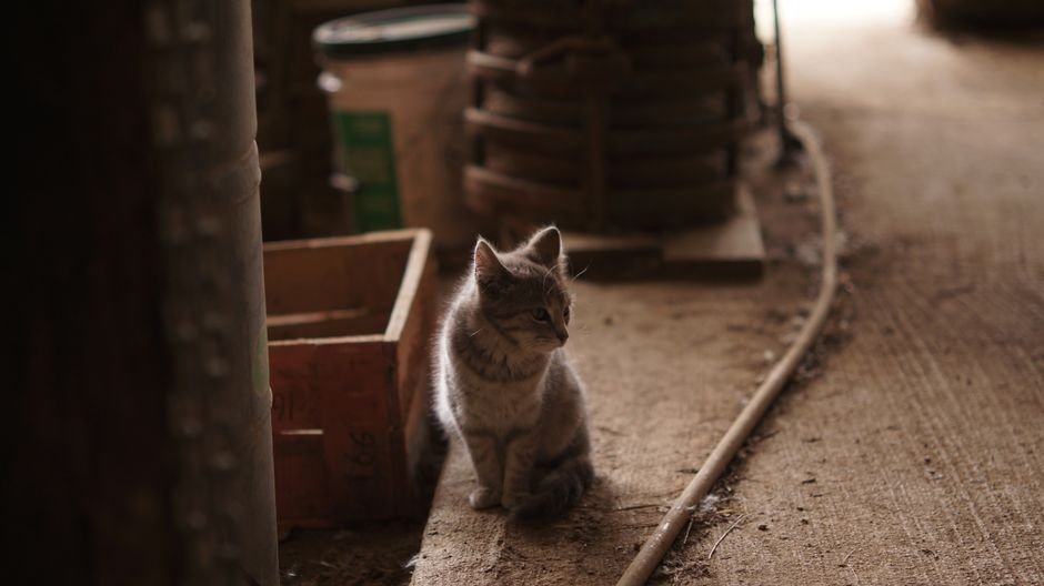 Como manter um gato de fazenda saudável e produtivo