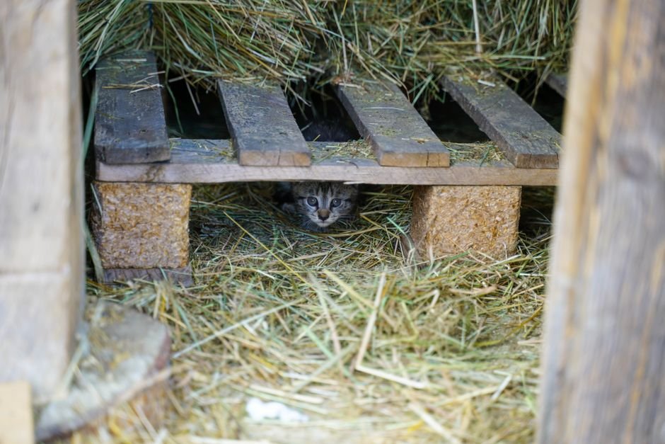 Lugar certo para instalar o gato novo