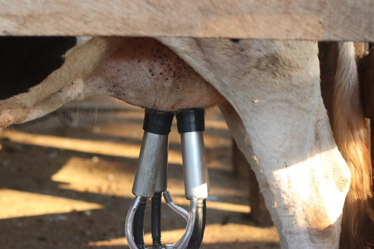 Mastite em Vaca Leiteira: Sinais, Prevenção e Tratamento Caseiro