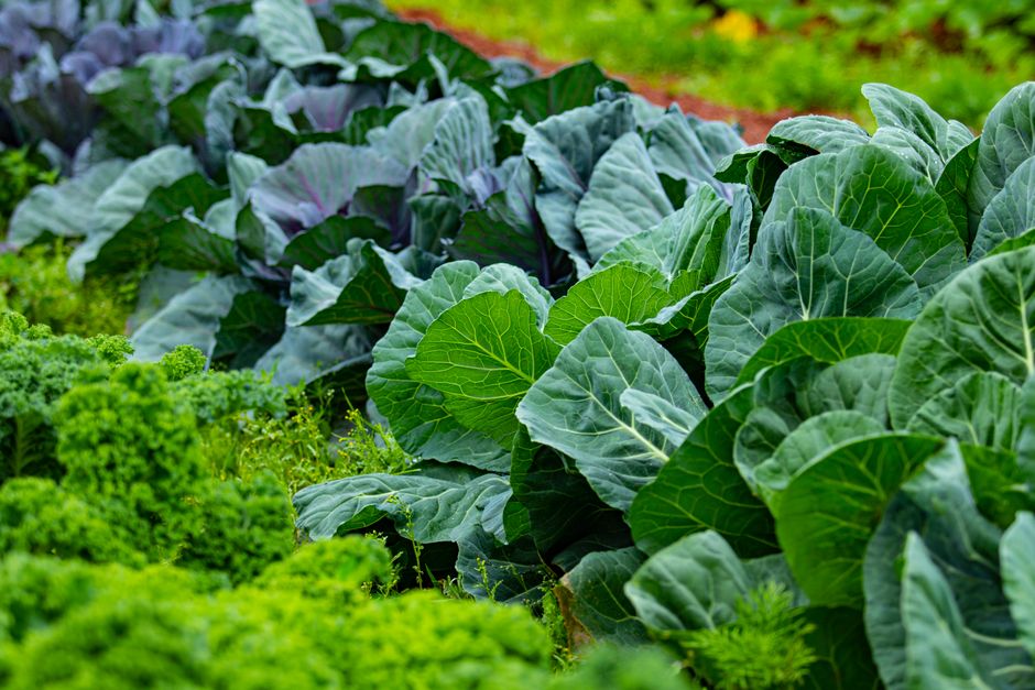 O que é a couve que a gente planta no quintal