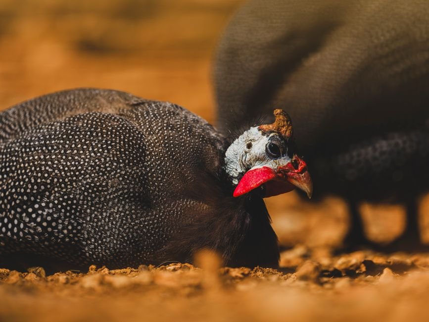 O que é a galinha d'angola