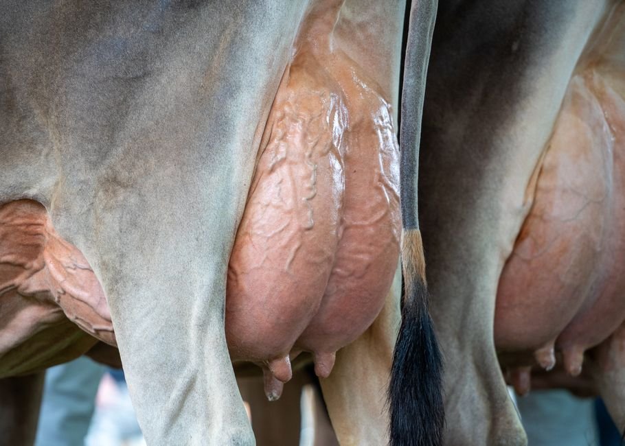 O Que É a Mastite
