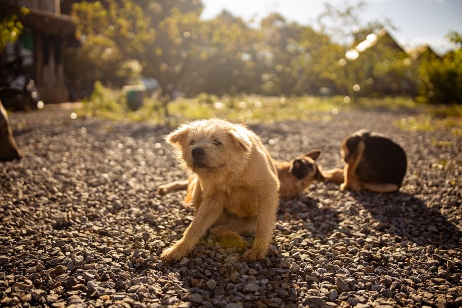 O que é a verminose no cão da fazenda