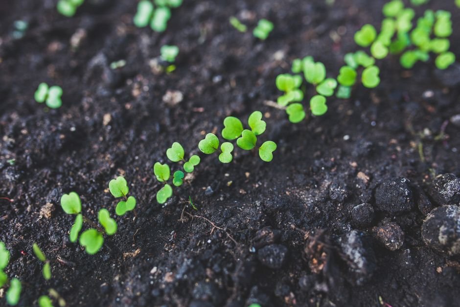 O que é o cultivo de cenoura em casa