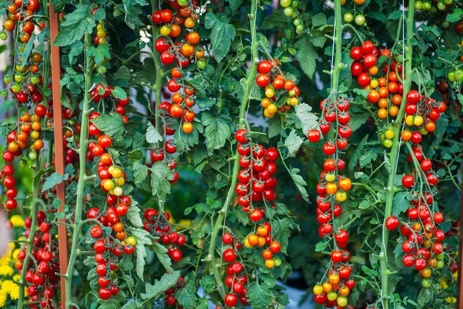O que é o pé de tomate, de verdade