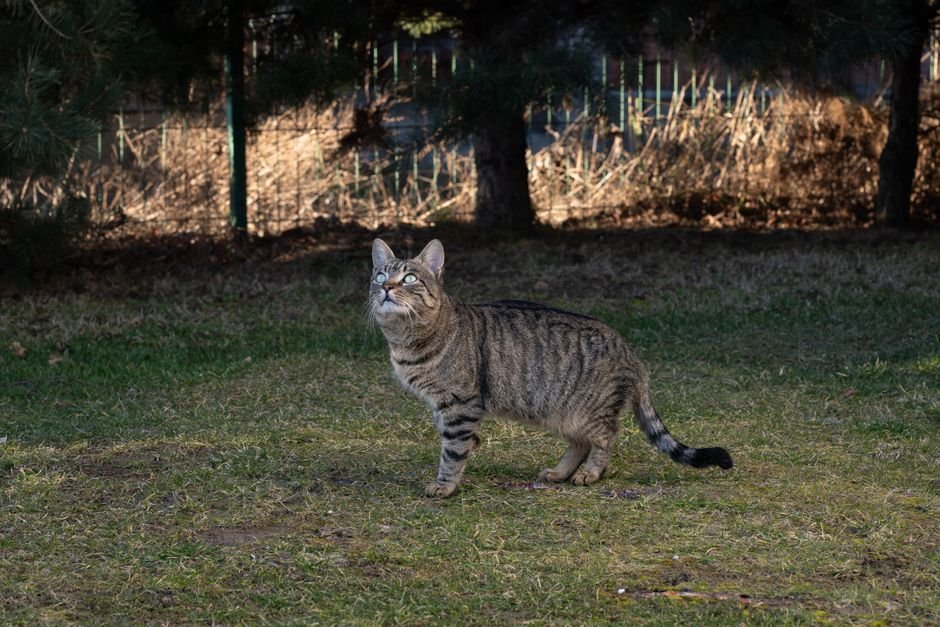 O que é um gato de fazenda