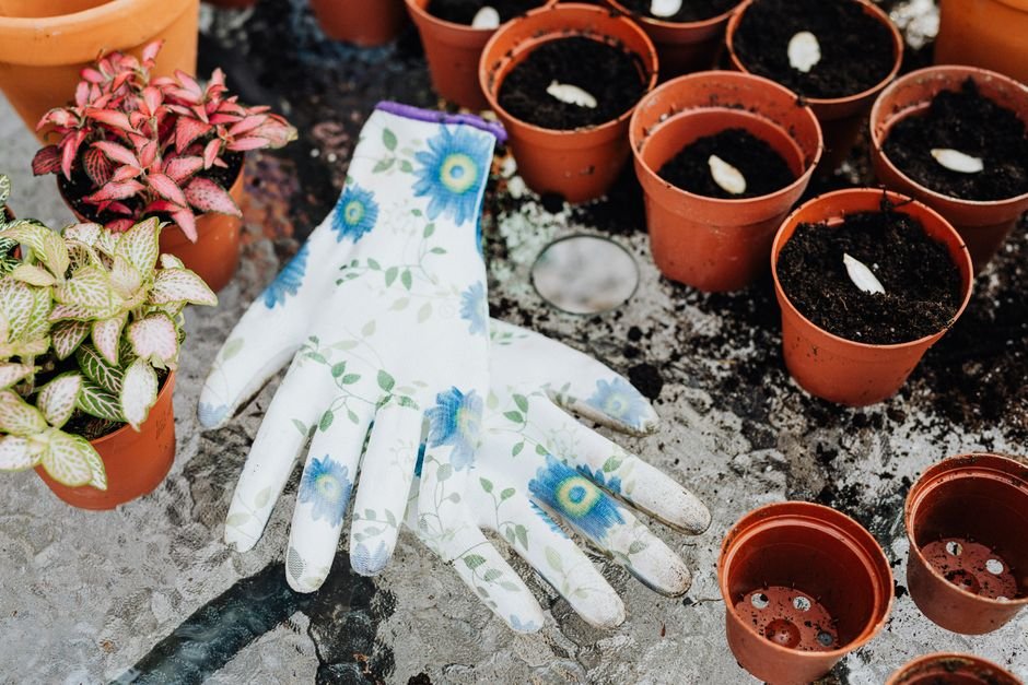 O que você precisa antes de plantar