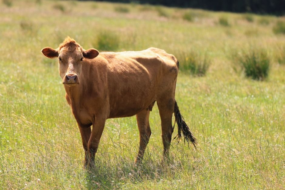 Os benefícios de dividir o pasto em piquetes