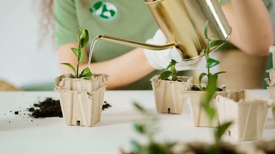 Plantando e regando no começo