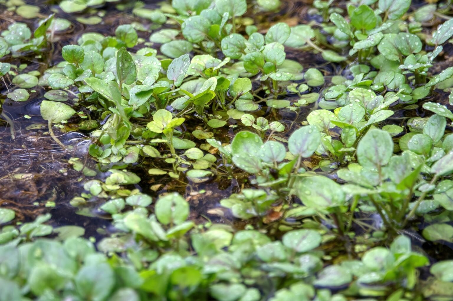 Plantio de agrião: como cultivar essa folha que adora água e sombra Plantio de agrião: como cultivar essa folha que adora água e sombra