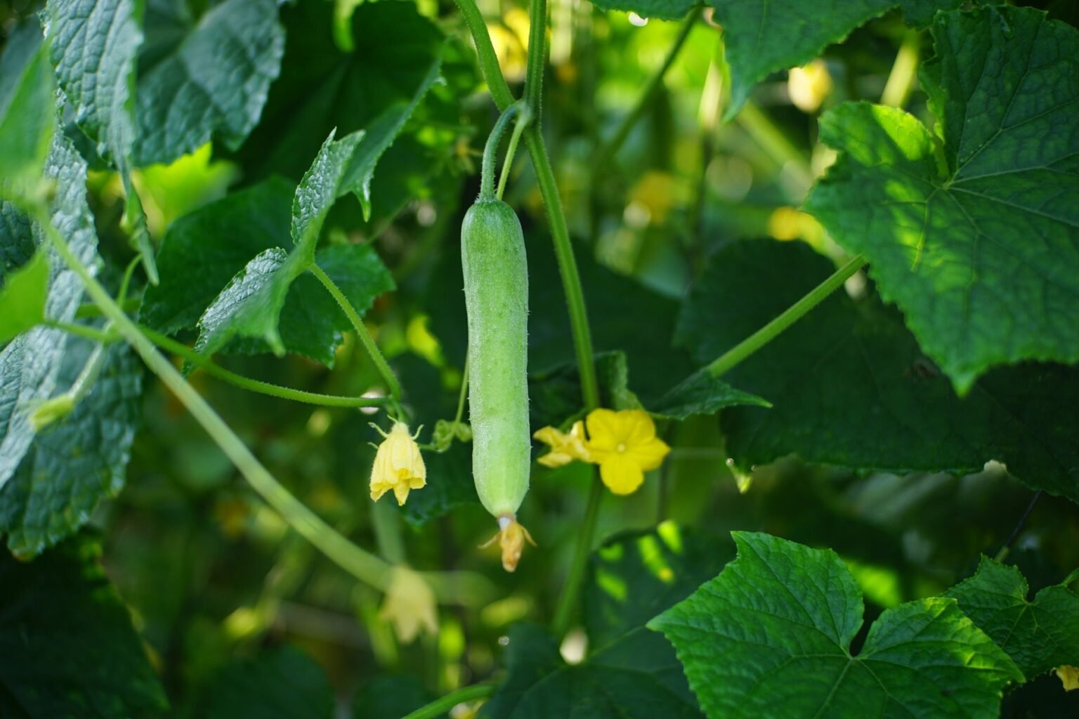 Plantio de pepino no quintal: da muda à colheita crocante