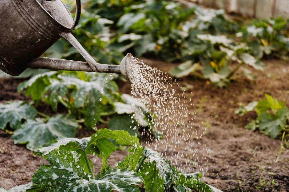 Precauções no cultivo