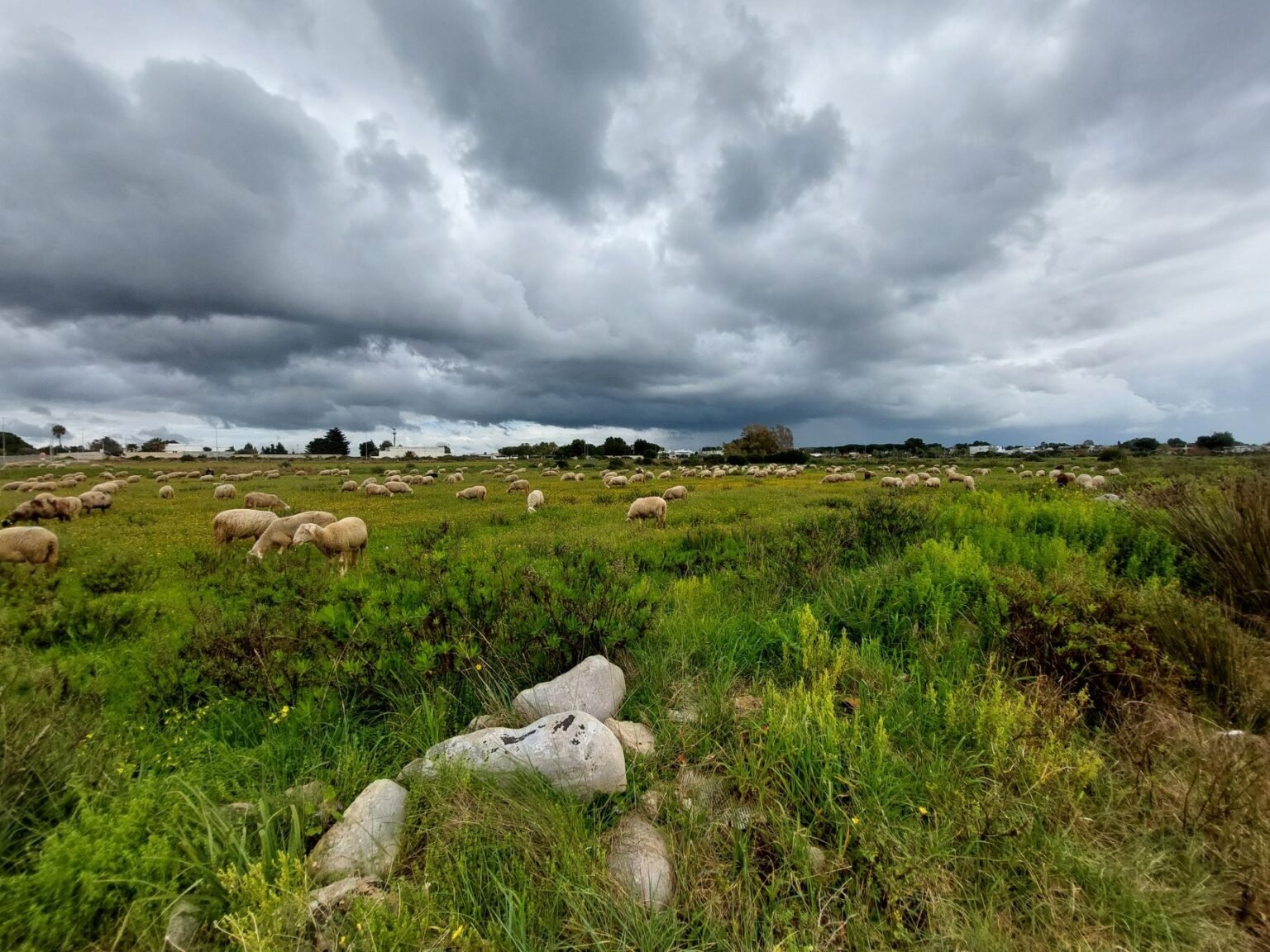Sinais de Chuva: Como os Bichos da Roça Avisam Antes da Tempestade
