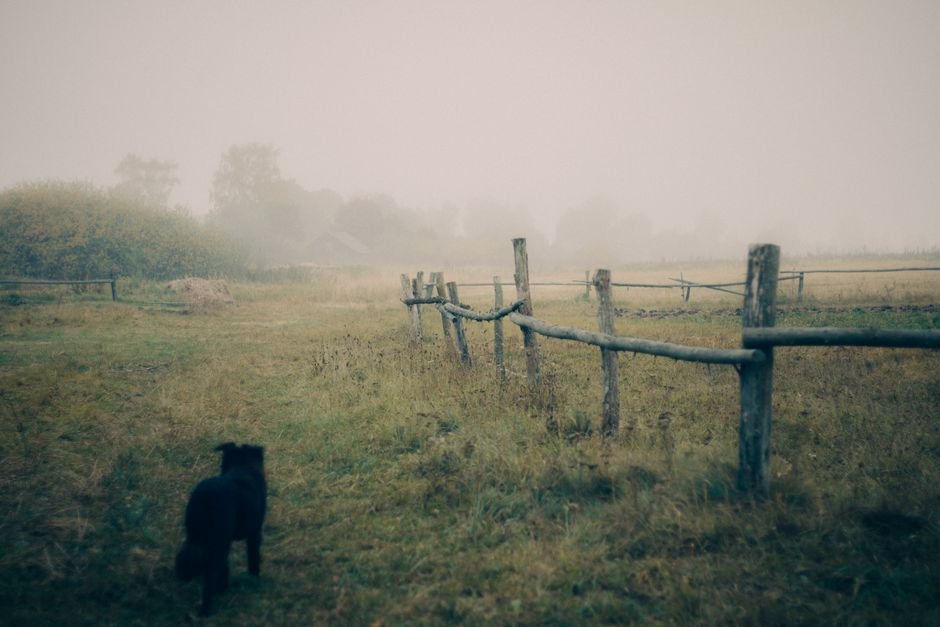 Sinais de que o cão está com vermes