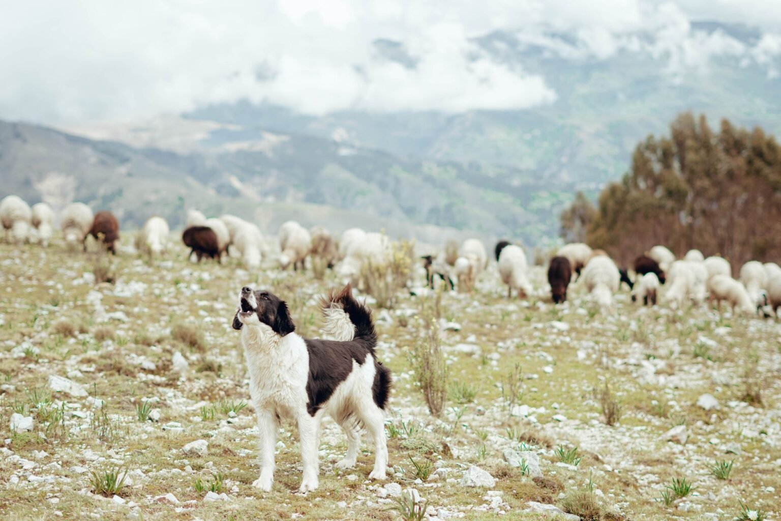 Vermes em cachorro da fazenda: os sinais e como vermifugar certo Vermes em cachorro da fazenda: os sinais e como vermifugar certo